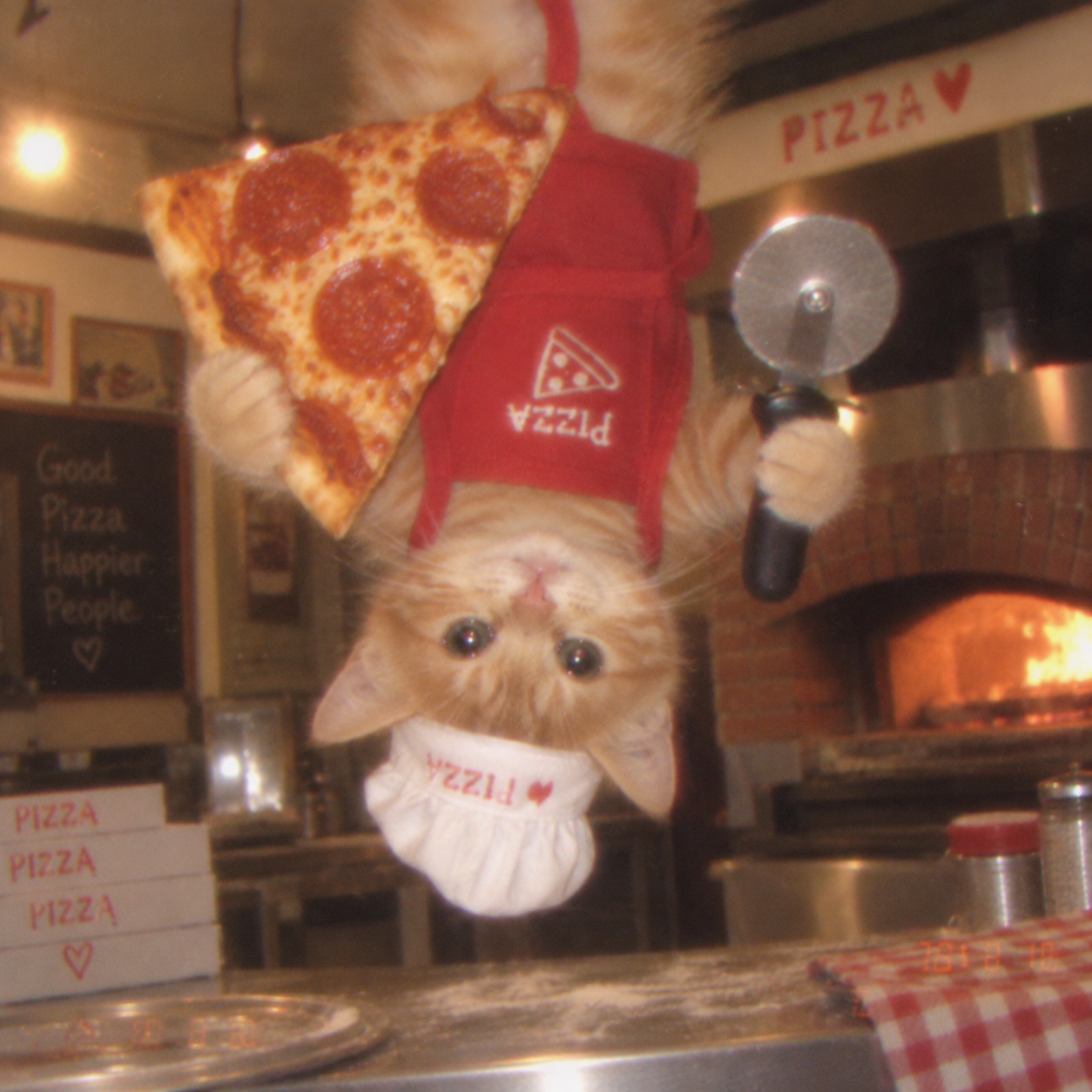Upside Down Cat making pizza