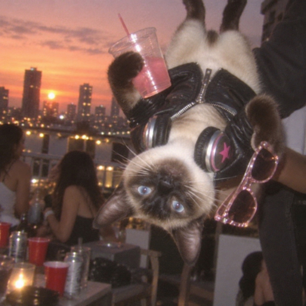 Upside Down Cat at sunset